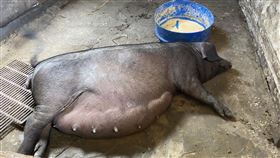 養豬業（新北市政府農業局提供）