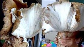 中國一名男子收購超巨大的雞樅菌，吸引網友討論。（圖／翻攝自極目新聞）