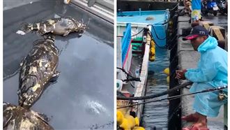 5百斤龍虎斑免費釣！釣客湧港口：加菜啦