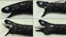 農委會,水產試驗所,台東海域,魚類,鯊魚,卡氏尖頷烏鯊