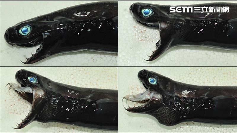 國外熱議「猛毒魚」！一查在台灣抓到的
