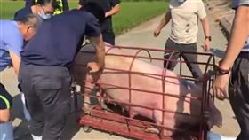 人投胎的豬雲林現蹤　豬農不敢殺，5爪豬，（圖／翻攝畫面）