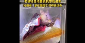 他驚見老鼠「鑽進販賣機」吃成饗食天堂（圖／翻攝自網易視頻）