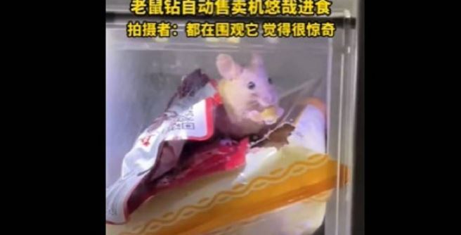 他驚見老鼠「鑽進販賣機」吃成饗食天堂