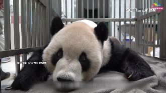 團團動作遲鈍、食慾差　今不返展示場見客