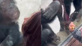 黑猩猩 （圖／翻攝自微博）