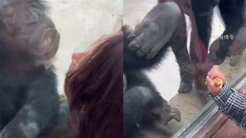黑猩猩和美女玩親親！老婆一靠近伸手滅證
