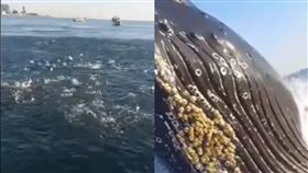 座頭鯨，zachpiller18
