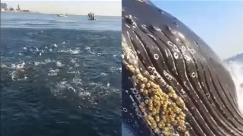 海釣驚見40噸巨鯨湧出海面獵食　影片曝光