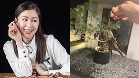 （圖／翻攝自張棋惠臉書）