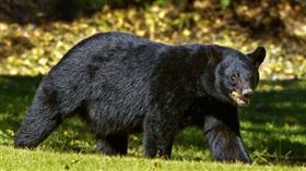 美國一名10歲男童日前在祖父母家玩耍，沒想到突然有一隻重達113公斤黑熊闖入家中。（示意圖／pixabay）