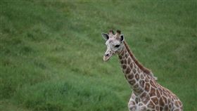 長頸鹿
https://www.ettoday.net/news/20221020/2362006.htm