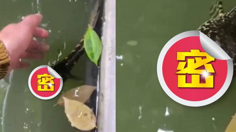「無頭魚」水中游　網友：希望牠康復