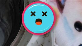 天氣轉涼，打開熱水瓶見螞蟻齊聚。（圖／翻攝自爆系知識家）