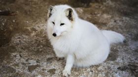 白狐狸(圖／PIXABAY)