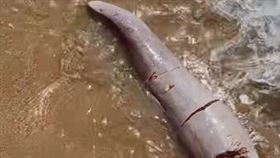 海灘驚見粗大棒狀物！疑鯨魚搶交配「咬掉對方GG」　專家解答了