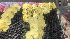 蝴蝶蘭,外銷,花農,台南後壁,職人工法,噴染