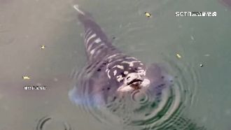 魚虎大軍日月潭再現！張嘴狂冒泡嚇壞人