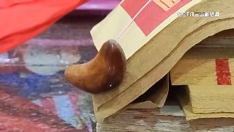 擲筊嘸結果　筊杯懸空「貼」金紙邊逾3天