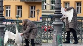 天鵝,阿嬤,逛街