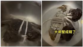 影／不想被煮來吃！大閘蟹「滿滿求生欲」剪繩逃生　下場曝光