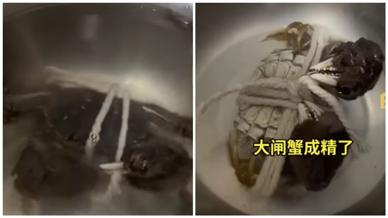 影／不想被煮！大閘蟹剪繩逃生　下場曝光