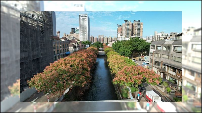 欒樹火紅迎風飄　中市秋季賞花秘境大公開