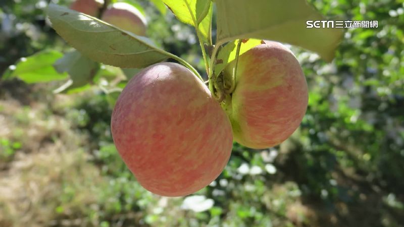 蜜蘋果採收季！福壽山、梨山減產近5成