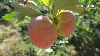 蜜蘋果採收季！福壽山、梨山減產近5成