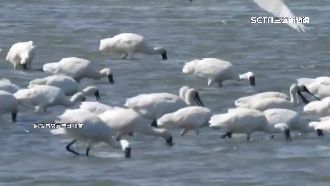 黑面琵鷺來過冬！布袋鹽田951隻近年最多