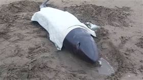 小抹香鯨（圖／翻攝自中華鯨豚協會 Taiwan Cetacean Society臉書）facebook.com/tcstcswhale