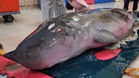 小抹香鯨擱淺送基隆復健