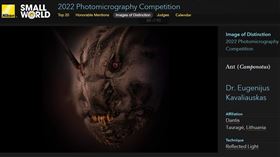 立陶宛野生動物攝影師Eugenijus Kavaliauskas，以螞蟻頭特寫照，獲NIKON顯微攝影大獎。（圖／翻攝NIKON SMALL WORLD官網）