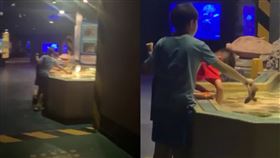 ▲國小童水族館虐待觸摸池中的狗鯊，抓起來狂掐再摔回水池。（圖／翻攝自Dcard）

