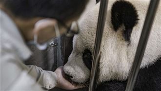 腿沒力只能癱地進食！大貓熊團團病況下滑