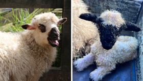 南投清境農場為2隻新生瓦萊黑鼻羊舉行命名活動。（圖／翻攝清境農場臉書）