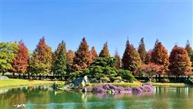 成美落羽松季登場！綠黃紅三色意境各有千秋