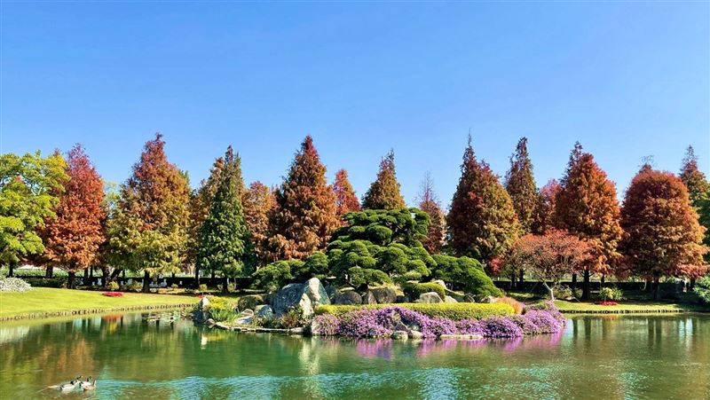 成美落羽松季登場！綠黃紅意境各有千秋