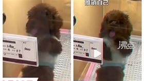  寵物,狗,泰迪犬,寵物店,跳舞（圖／翻攝自微博）