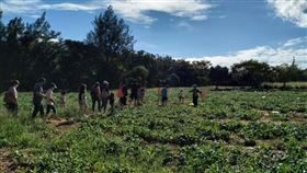 落山風成美味催化劑！ 屏東海生館推「踏水巡田」感受南國另類「風」光（業配勿用）
