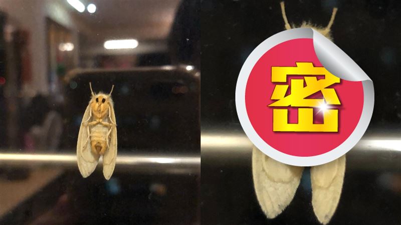 飛蛾底部特寫　網笑翻：牠有八字鬍欸…