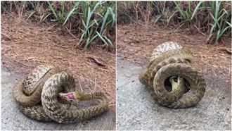 雙蛇互咬纏繞成球　罕見畫面網驚：別打擾