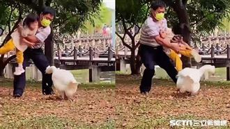 被鵝追！爺爺「把孫女當武器」回擊爆紅