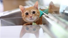 高雄,高捷,蜜柑,站長,貓奴,高雄捷運 x 高雄輕軌粉專