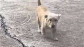 土狗被扔50公里外一星期後跑回家（圖／翻攝自觀察者網）