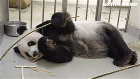圖／動物園提供,團團