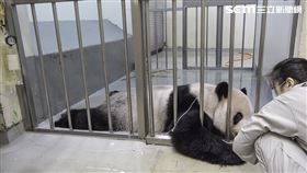 圖／動物園提供,團團