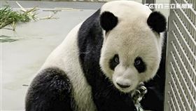 圖／動物園提供,團團