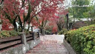 太平山紫葉槭轉紅　「國鳥帝雉」驚奇現身