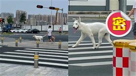 遛狗,寵物,主人,牽繩